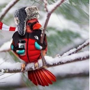 Meet your Posher, Missy